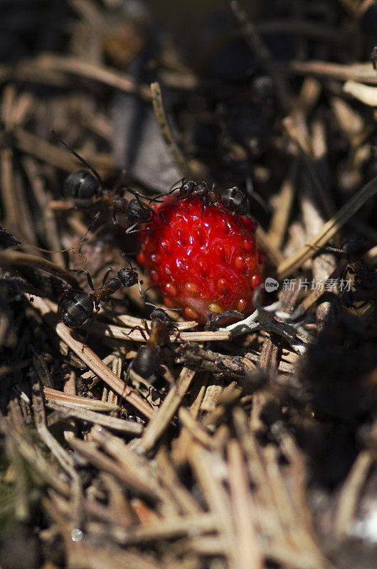 美味的野草莓和蚂蚁