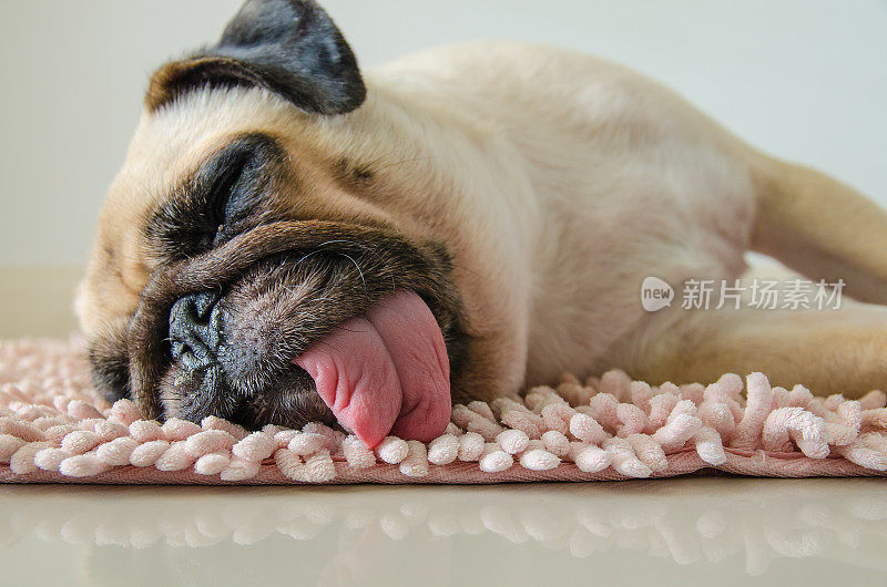 有牙龈眼的搞笑睡眼哈巴狗睡在地板上