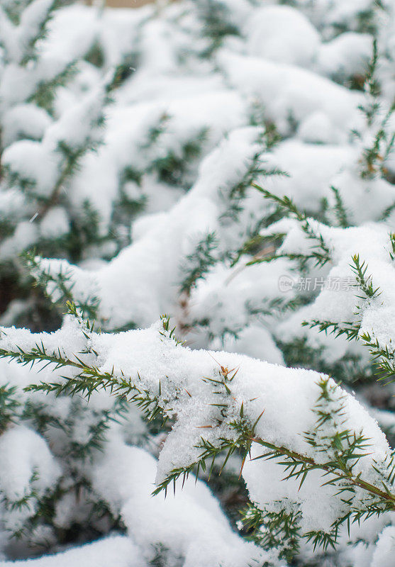 松树针带雪