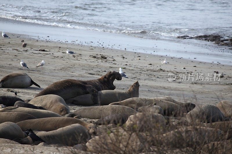 象海豹交配