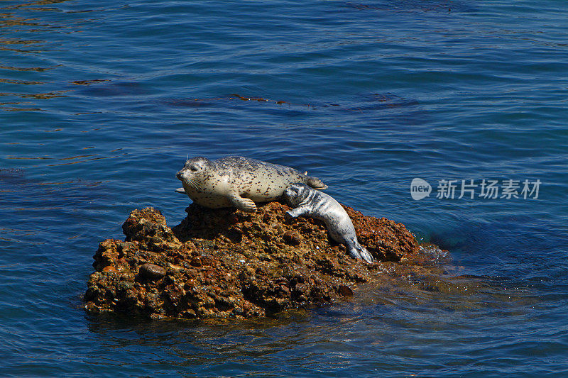 海豹妈妈和幼崽