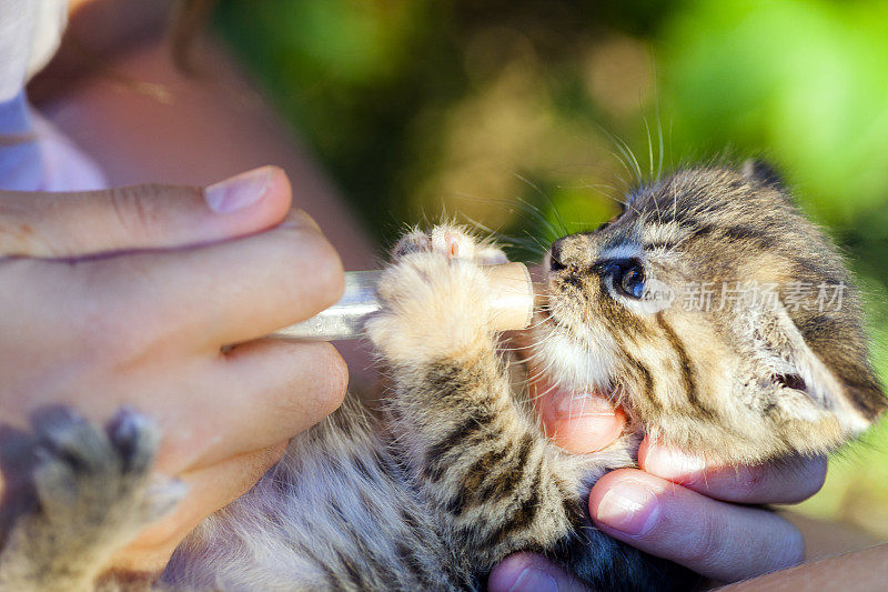 用注射器喂小猫