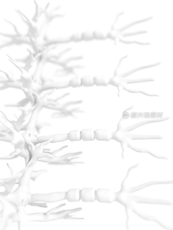 白色神经元组