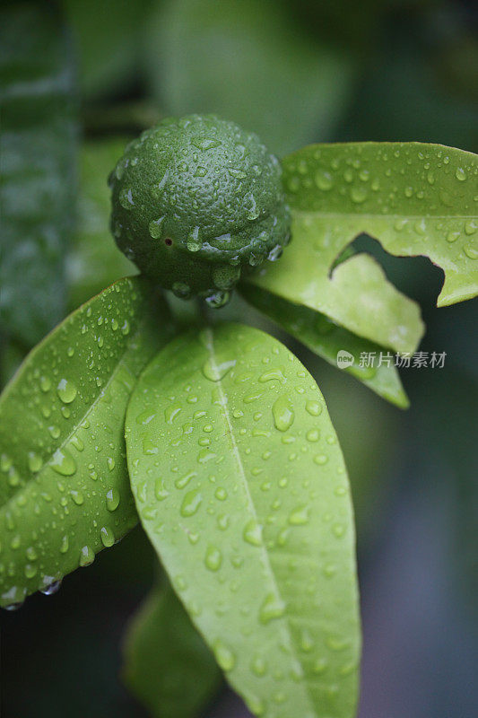 树上挂着石灰，还有雨滴