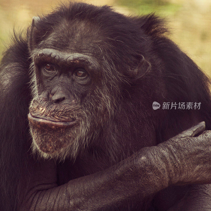 黑猩猩的肖像