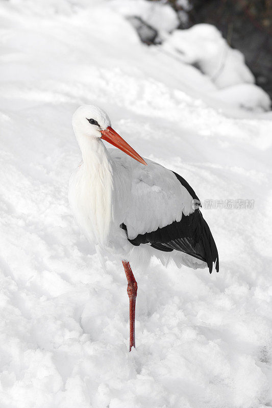 鹳在雪