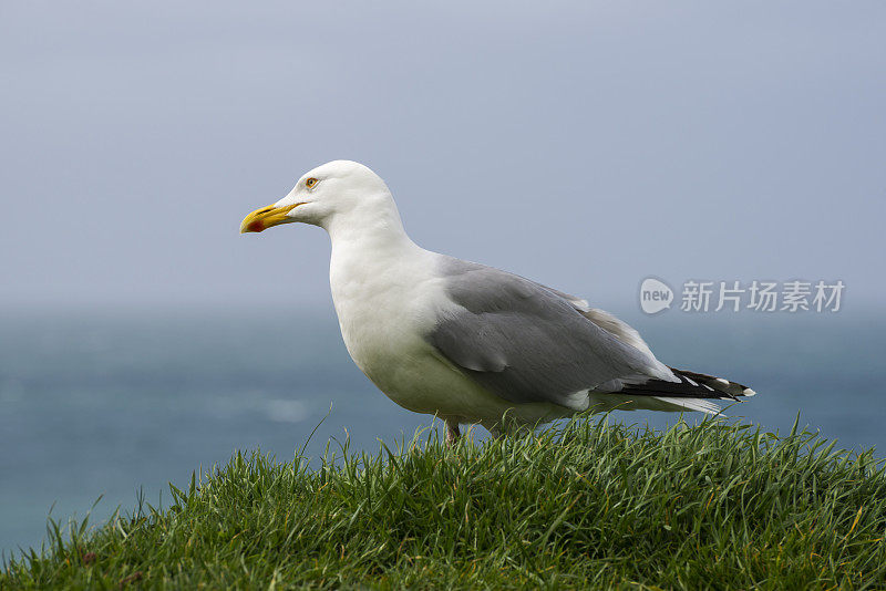 一只孤独的海鸥栖息在法国的一个草地上