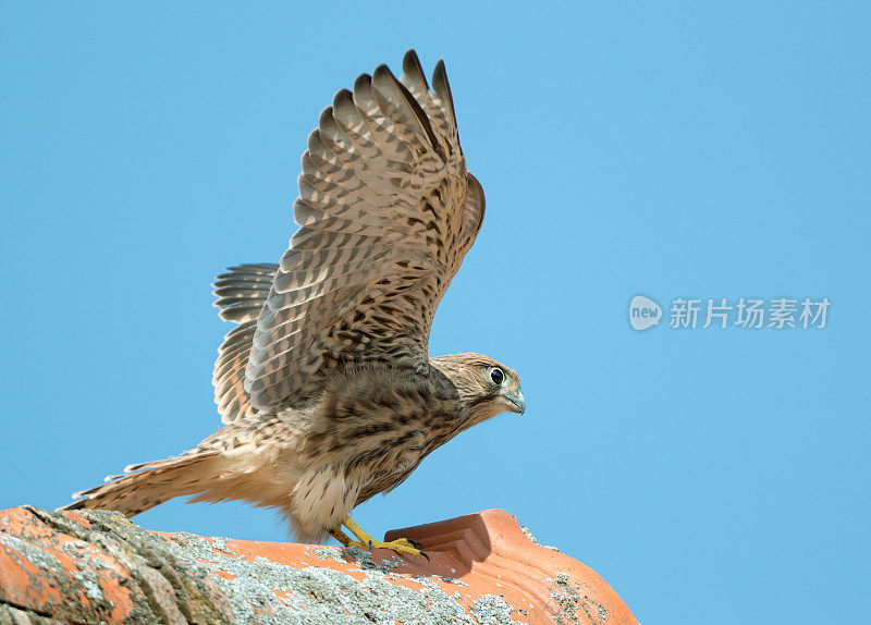 小红隼鹰