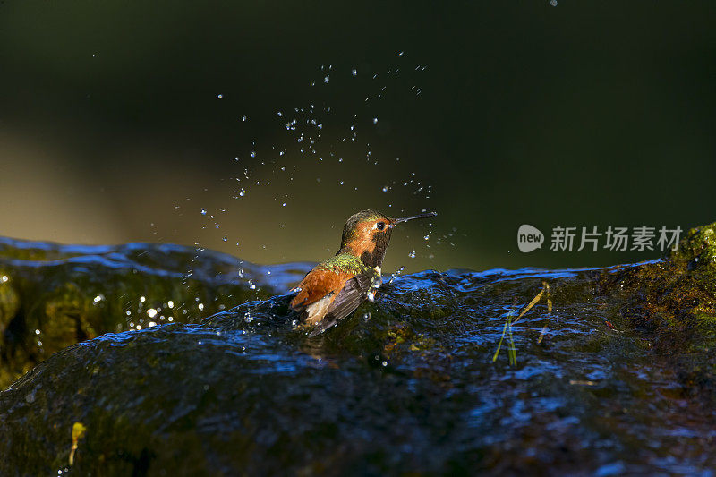 旧金山金门公园，蜂鸟在水上嬉戏