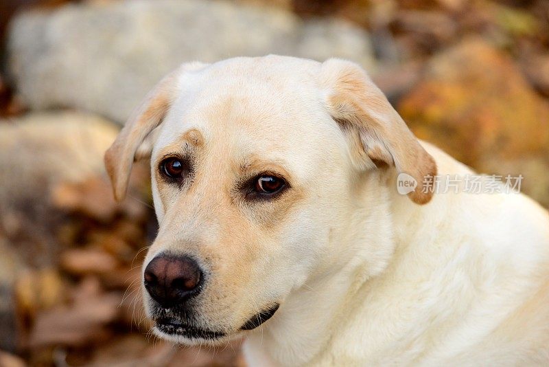 拉布拉多寻回犬