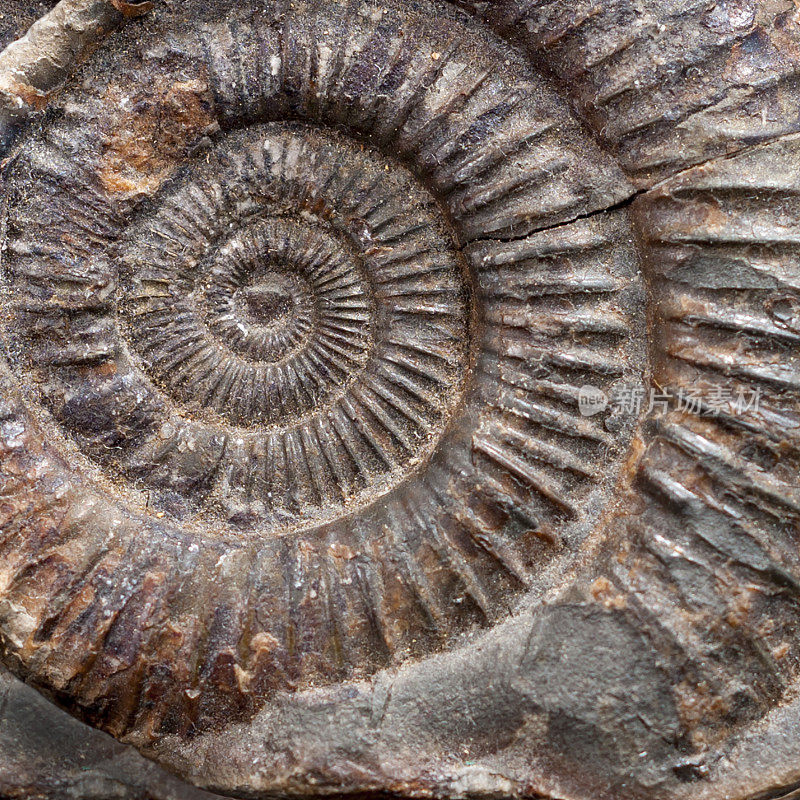 头足类动物化石