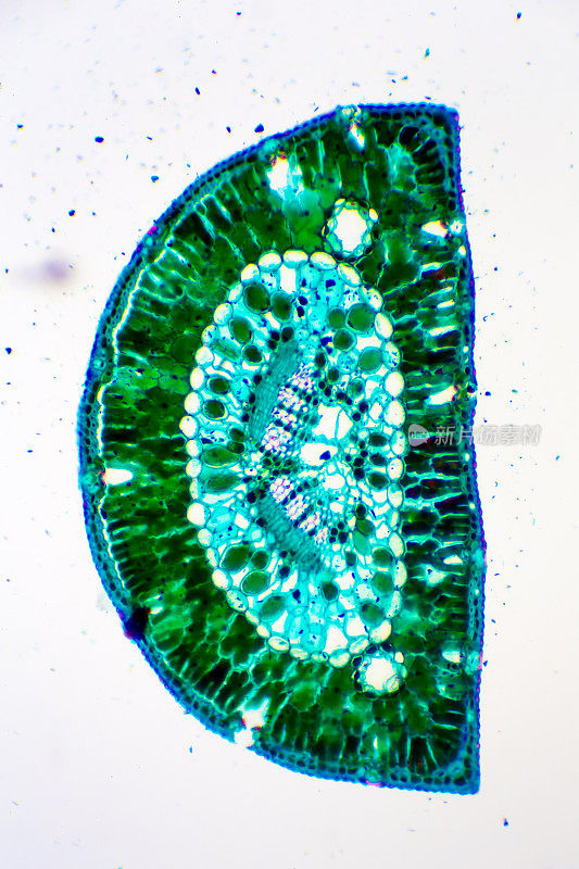 葫芦属植物的显微图像