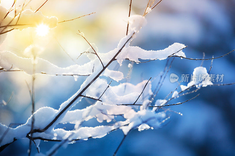 树枝上的雪和日落-冬天的背景