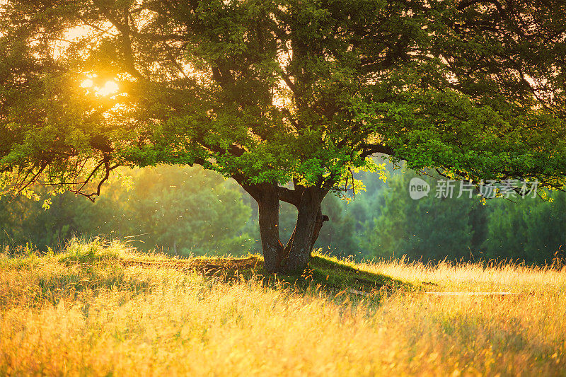雄伟的树反对强烈的阳光在彩色日落-浅景深