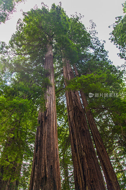 红木国家和国家公园，加利福尼亚州