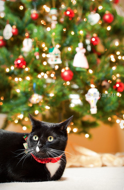 圣诞猫坐在圣诞树下