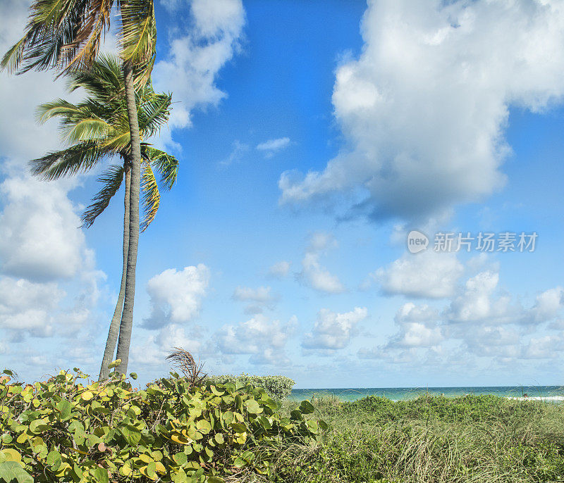 佛罗里达阳光海滩景观与棕榈树和Cloudscape