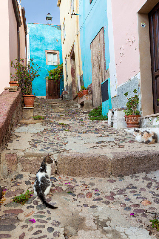 意大利典型的猫街景