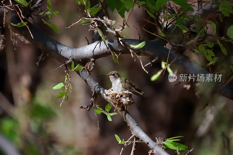 黑下巴蜂鸟在筑巢