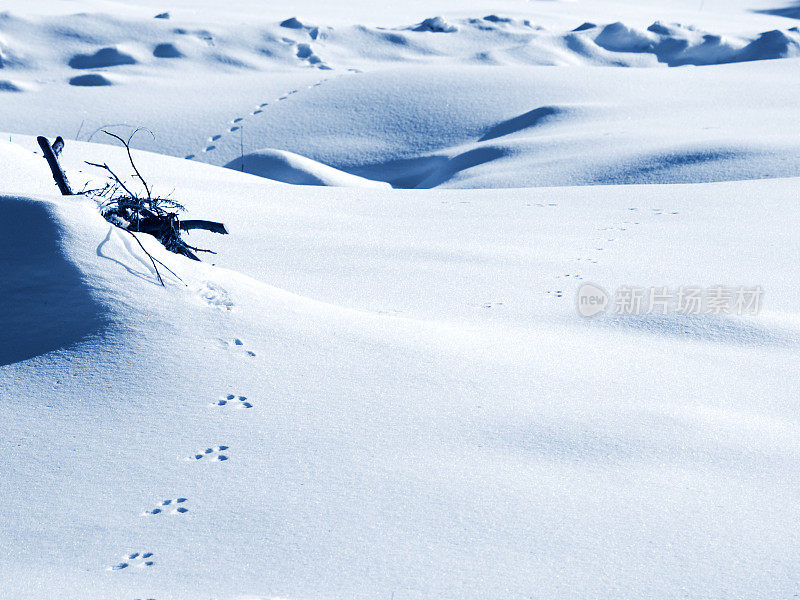 雪地上有兔子的痕迹