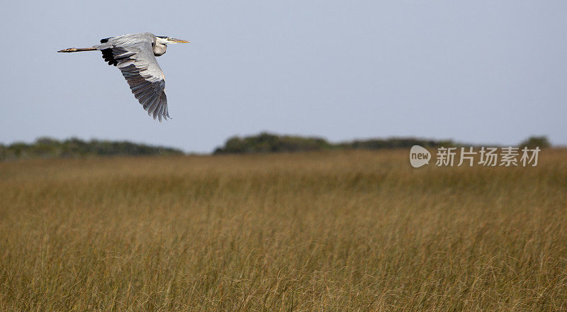 飞翔的大蓝鹭在大沼泽地