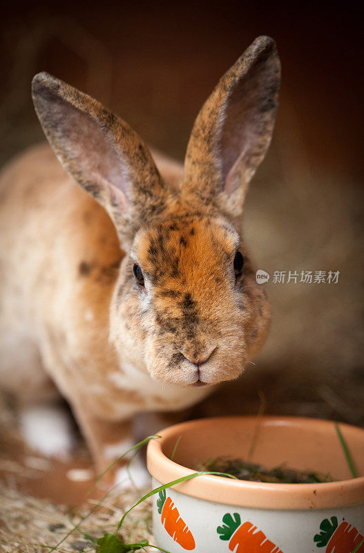雷克斯兔从食碗里吃东西