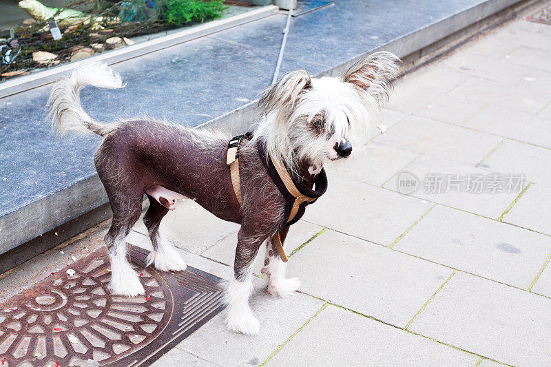 中国冠毛犬的狗