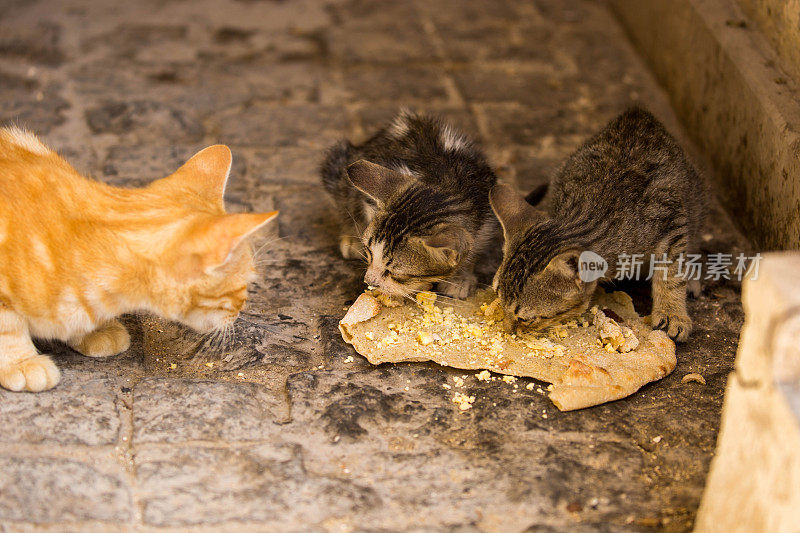 埃及:小猫吃