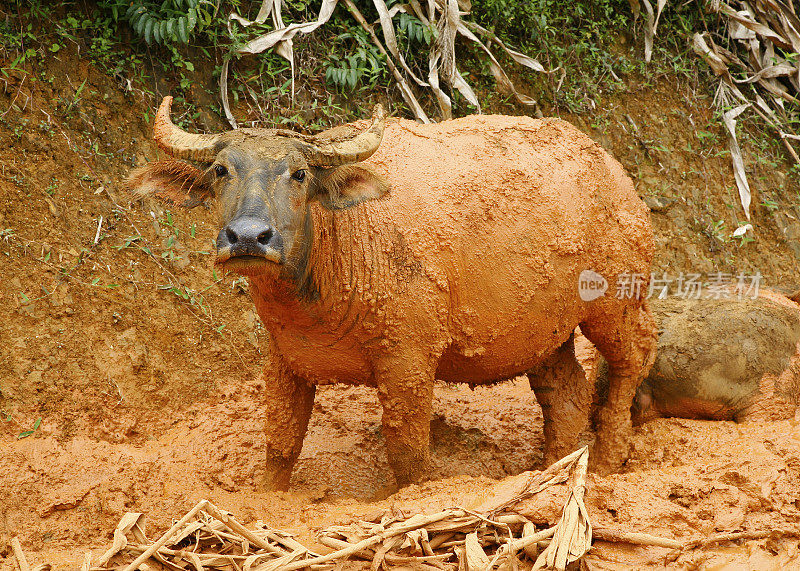 水牛与泥包滑稽的观点