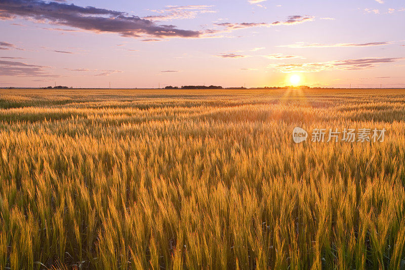 夕阳下一片金黄的麦田