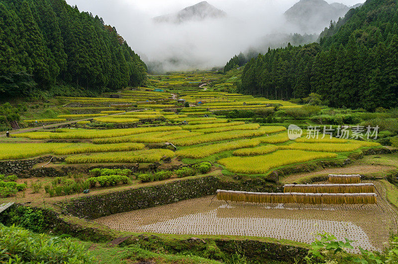日本传统农业景观为梯田式稻田