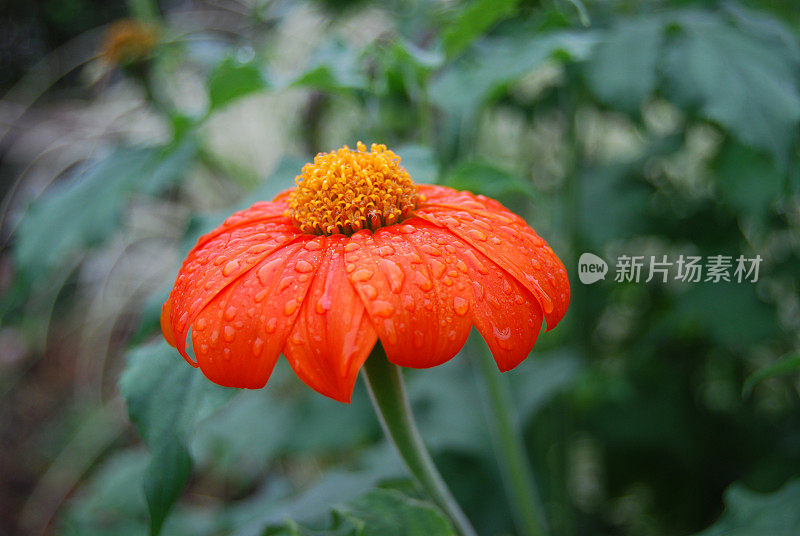 雨中的紫锥菊