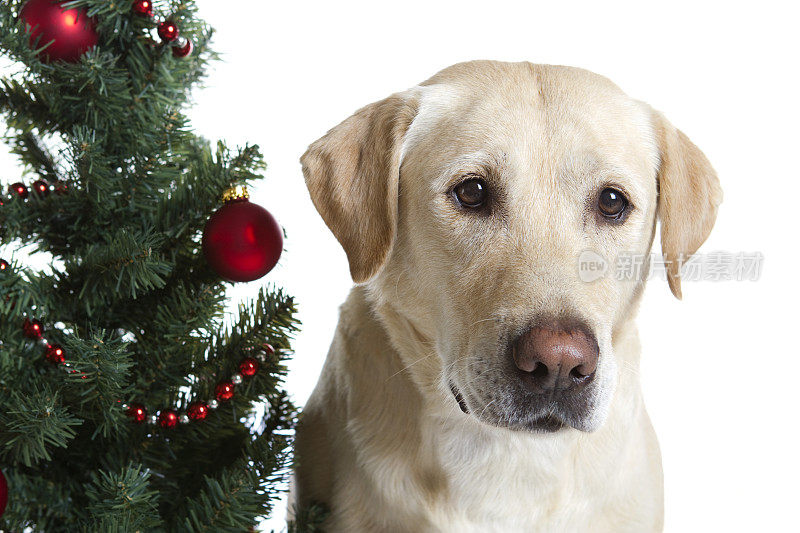 带着圣诞树的黄色拉布拉多犬