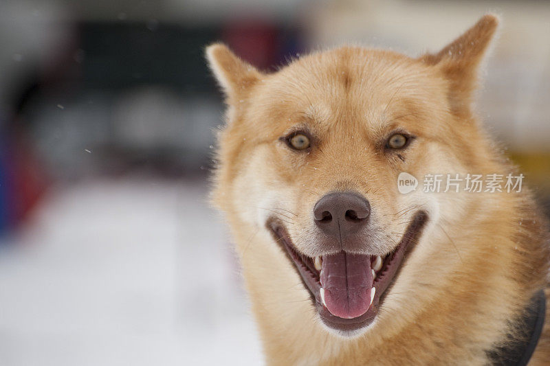 西伯利亚雪橇犬的狗