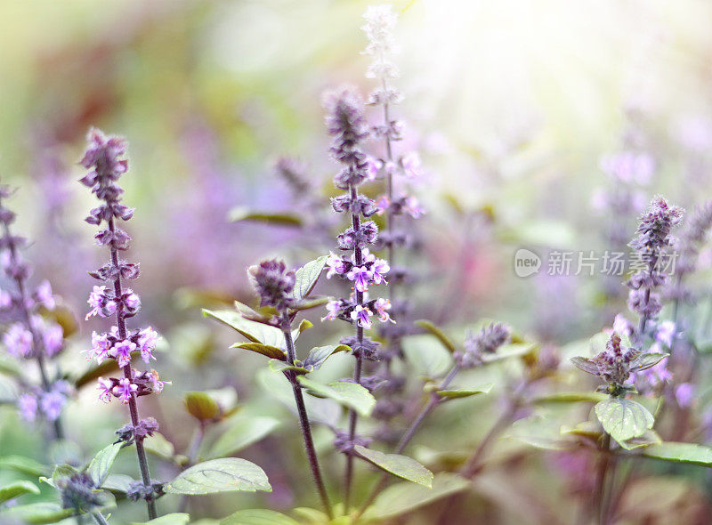 紫色死荨麻