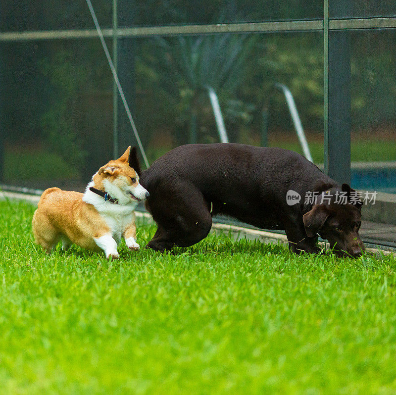 科基犬和拉布拉多