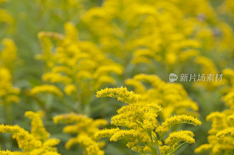 加拿大黄花(一枝黄花)