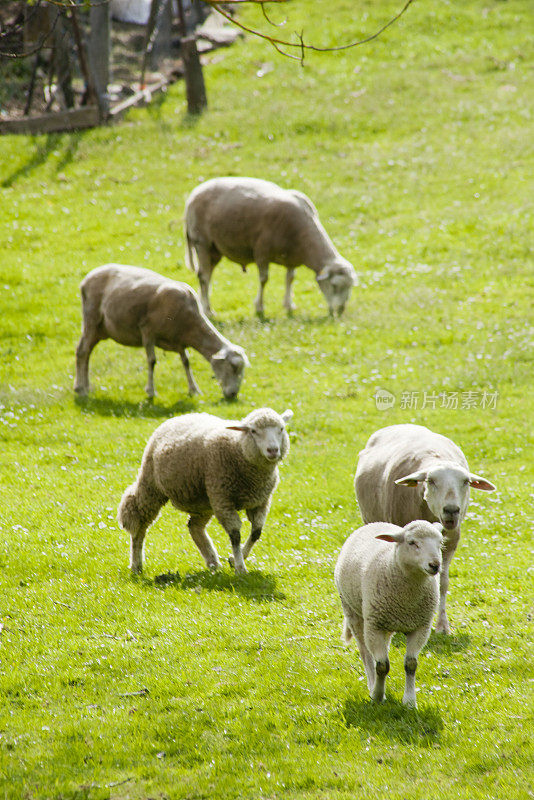 剪羊毛的绵羊和羊羔。