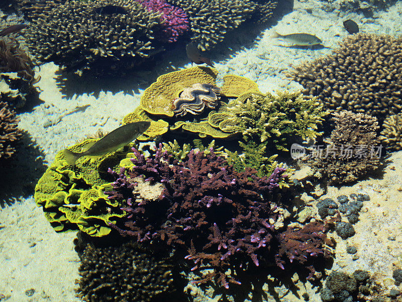 水下海洋生物，红海中的珊瑚礁