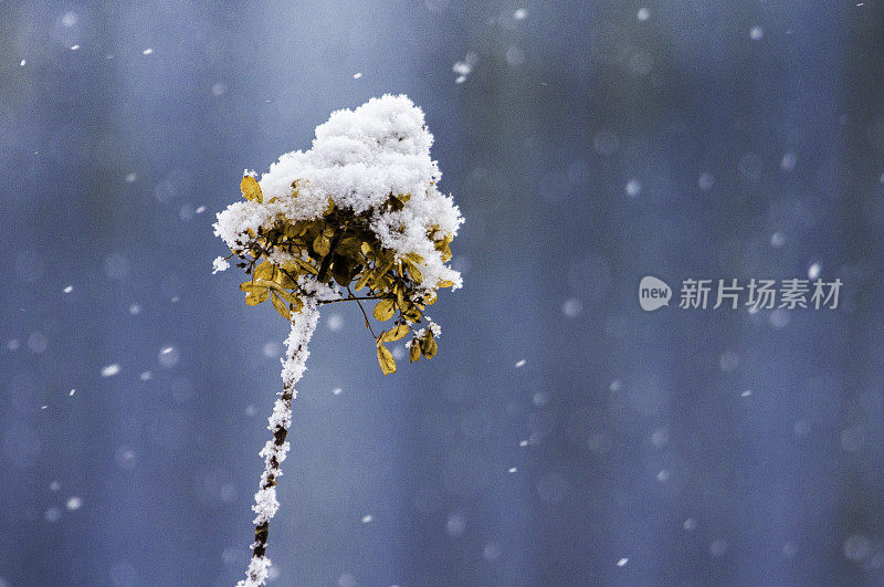 下雪天褪色的绣球花。