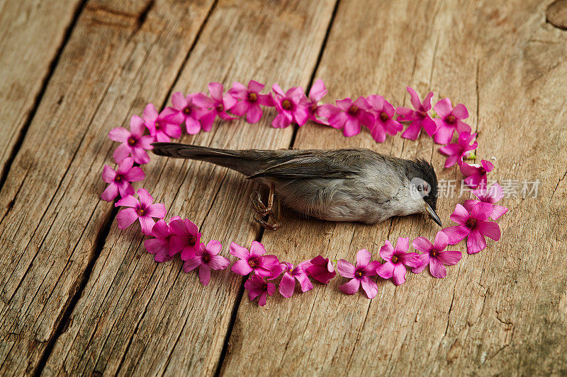 一只死麻雀躺在满是鲜花的木头表面上