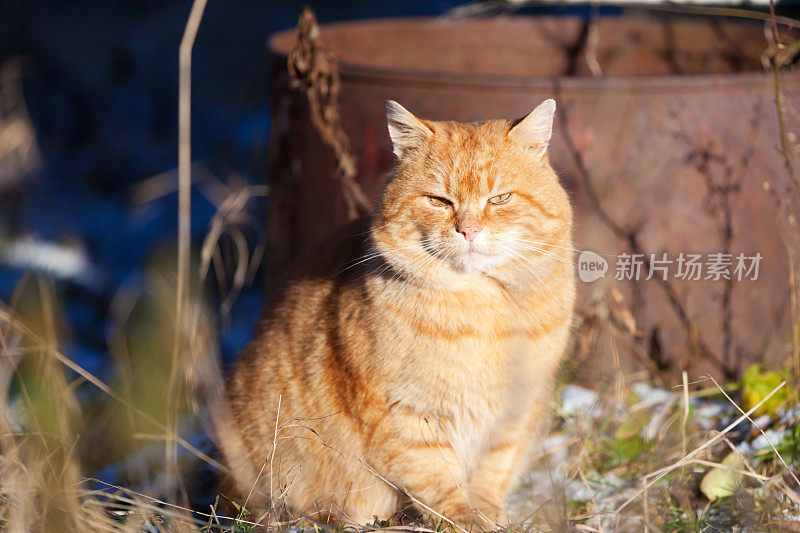 红头发的猫