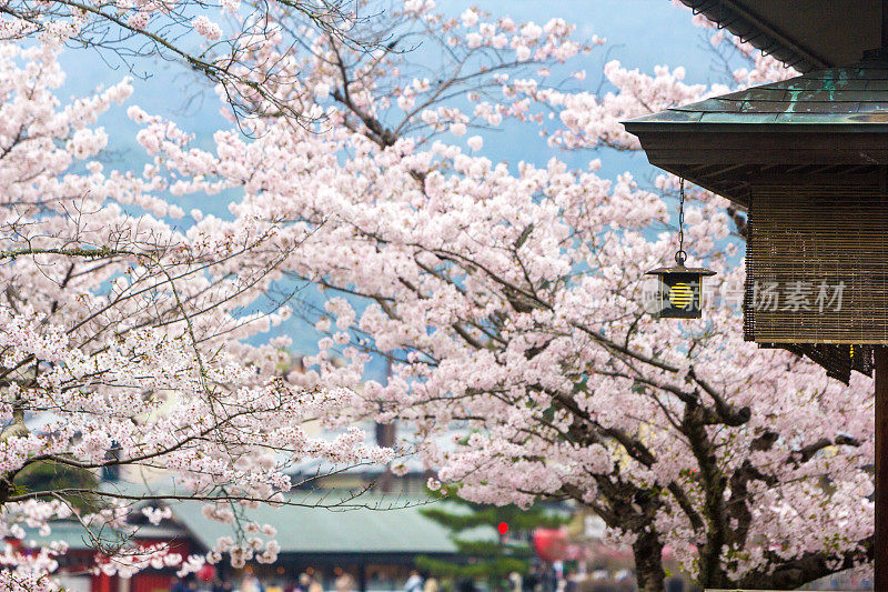 日本京都的岚山公园