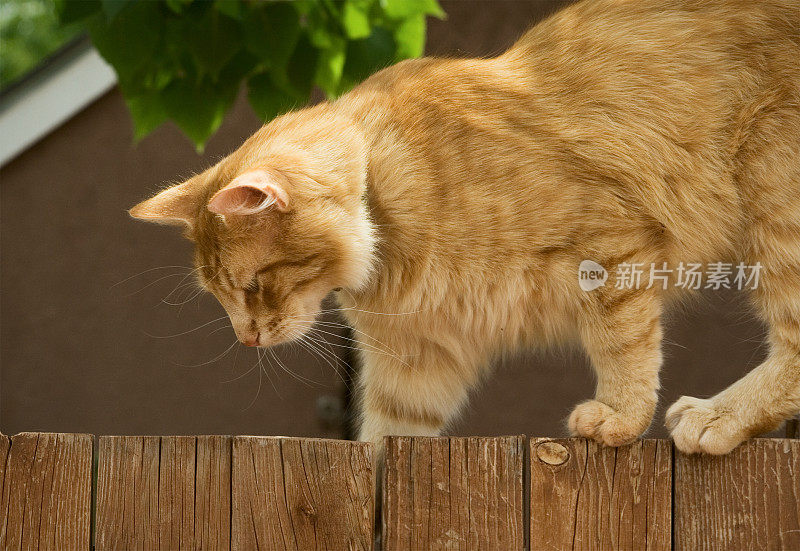 围栏上的橙色猫