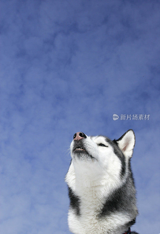 空想家