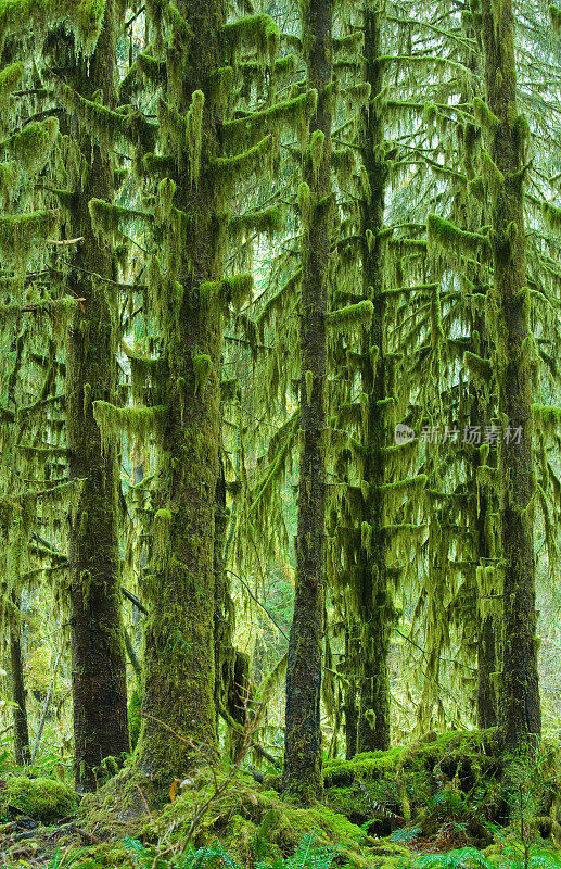 雨林中覆盖苔藓的树木