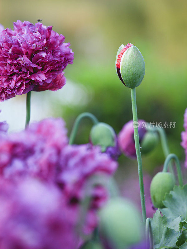 罂粟花和花蕾