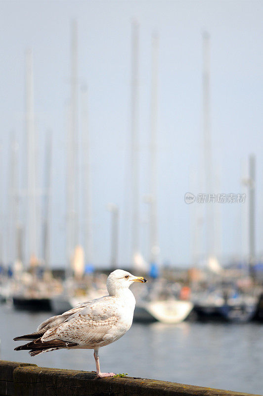 海港里的小海鸥