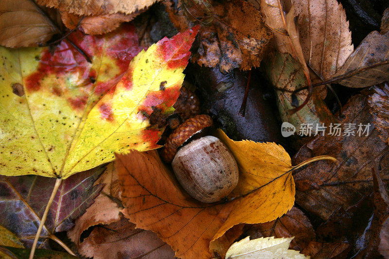 秋天的树叶和橡子