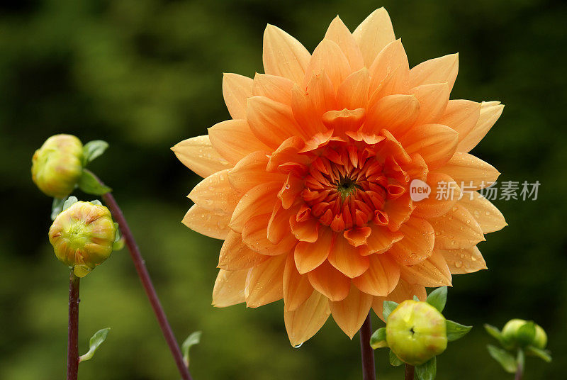 雨后带芽的桔梗大丽花。